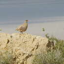 Imagem de Ammoperdix griseogularis (Brandt & JF 1843)