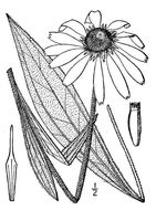 Image of blacksamson echinacea
