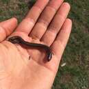 Image of Victoria Three-toed Earless Skink