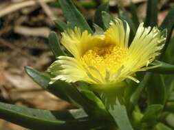 Imagem de Carpobrotus edulis (L.) N. E. Br.