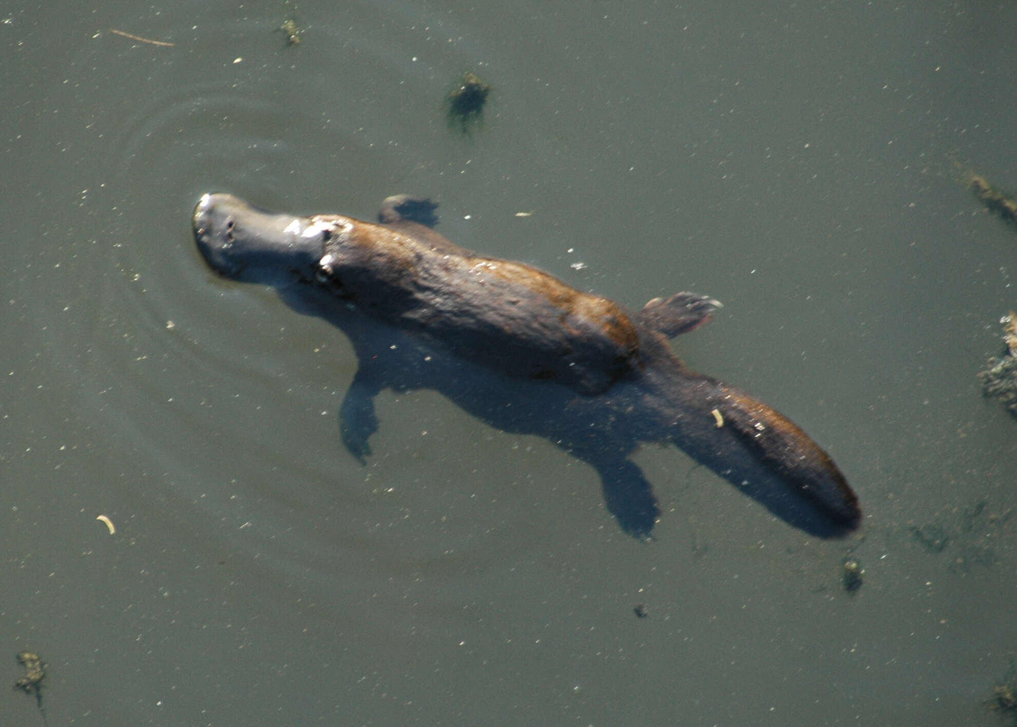 Image of platypus