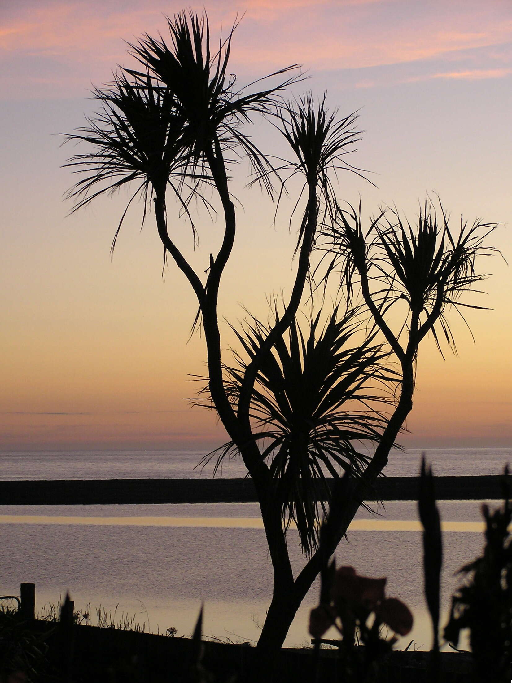 Image of cabbage tree