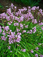 Image of hyacinthoides
