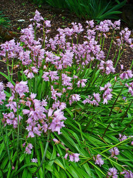 Imagem de Hyacinthoides massartiana Geerinck