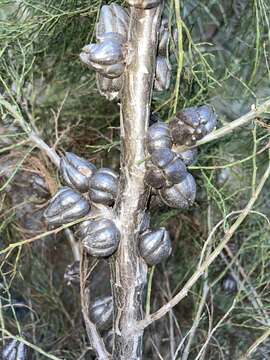 Image of Dwarf Cypress-pine