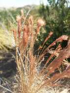 Image of Andropogon eremicus