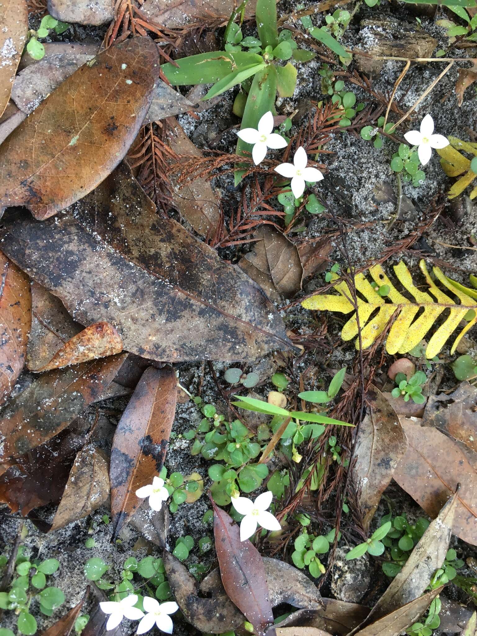 Image of roundleaf bluet