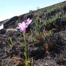 Image of Dierama pendulum (L. fil.) Baker