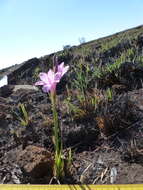 Image of Dierama pendulum (L. fil.) Baker