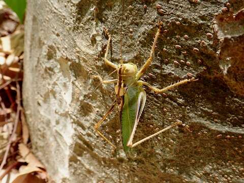 Image of Tettigonia orientalis Uvarov 1924