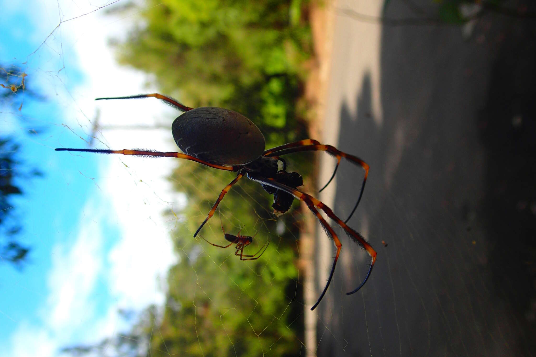 صورة Trichonephila plumipes (Latreille 1804)