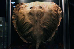 Image of Giant freshwater stingray