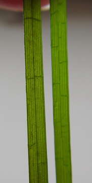 Image of Zostera capensis Setch.