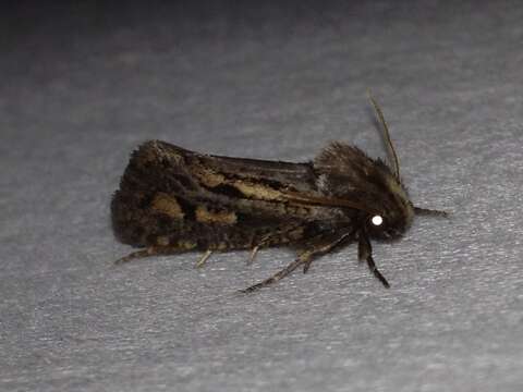 Image of Clemens' Grass Tubeworm Moth