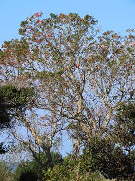 Image of Common Coral tree