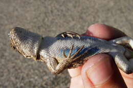 Image of Common Sagebrush Lizard