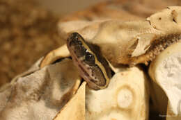 Image of African rock python