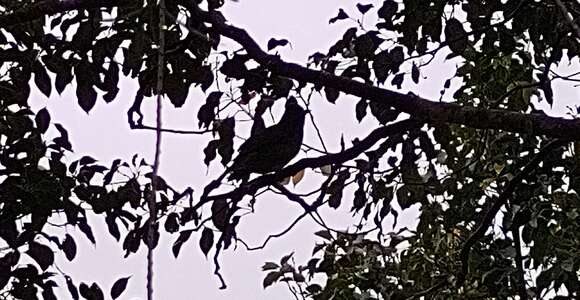 Image of Mauritius Black Bulbul