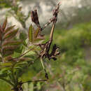 Image of Empusa fasciata Brulle 1832