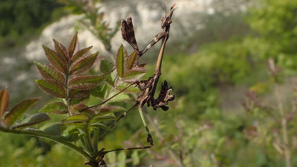 Imagem de Empusa fasciata Brulle 1832