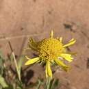 Imagem de Gaillardia spathulata A. Gray