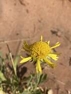 Image of western blanketflower