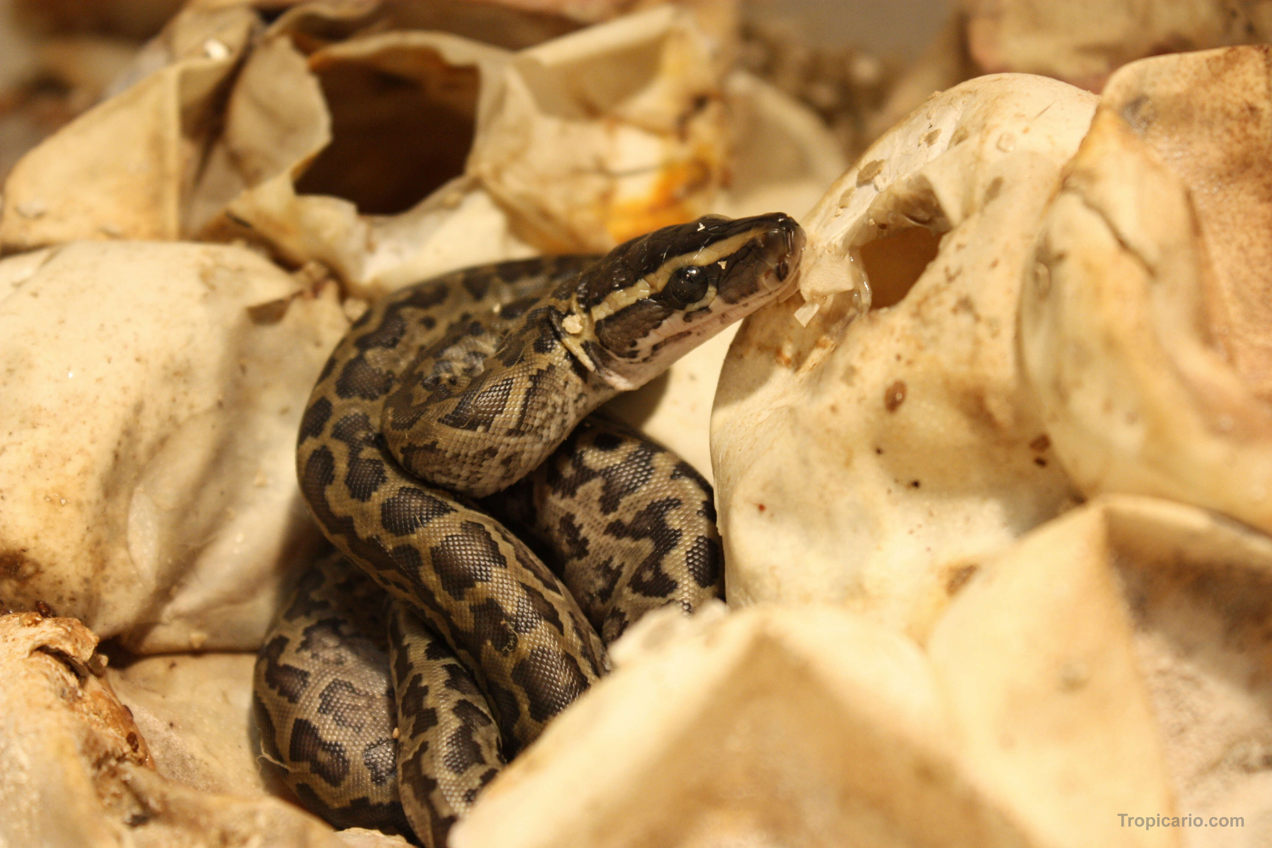 Image of African rock python