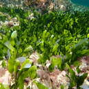 Image of Caulerpa prolifera