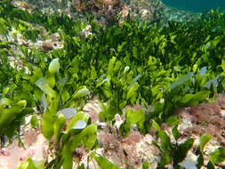 Image of Caulerpa prolifera