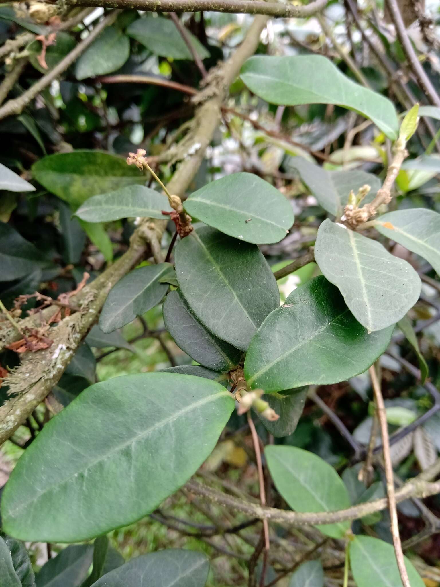 Image of Star-jasmine or Confederate-jasmine