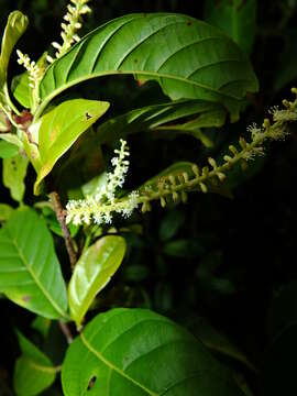 Image of Coccoloba marginata Benth.