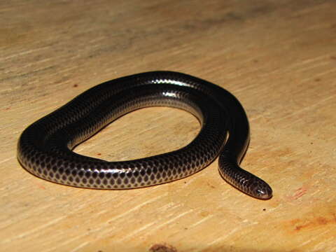 Image of Big-scaled Blind Snake