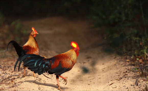 Image of Ceylon Junglefowl