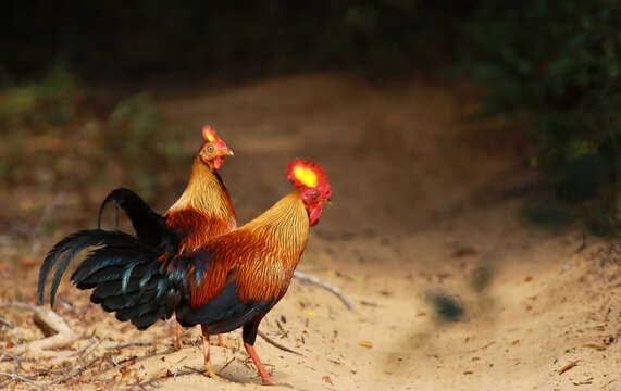 Image of Ceylon Junglefowl