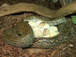 Image of African rock python