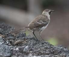 Image of Galapagos Mockingbird