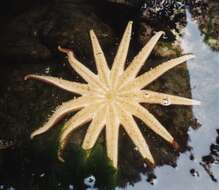 Image of Morning sun star