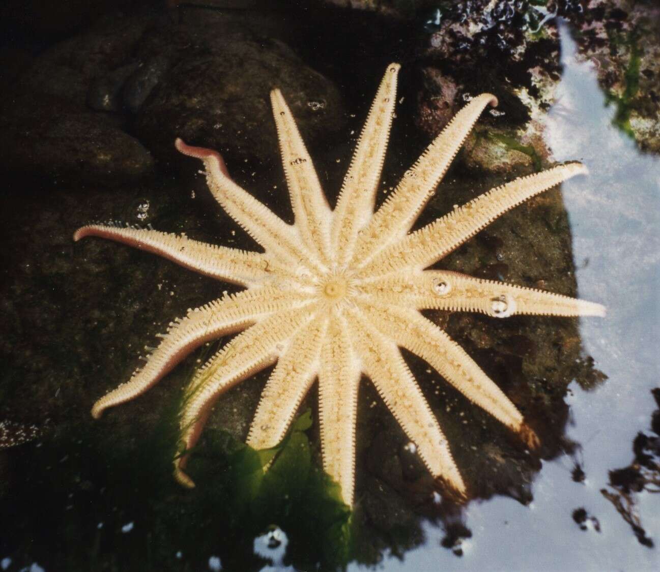 Image of Morning sun star