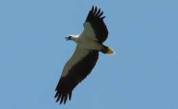 Image of White-bellied Sea Eagle