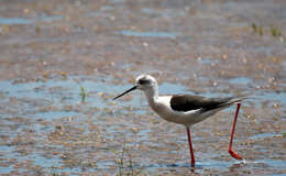 Image of Black-winged Stilt