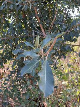 Image de Ficus petersii Warb.