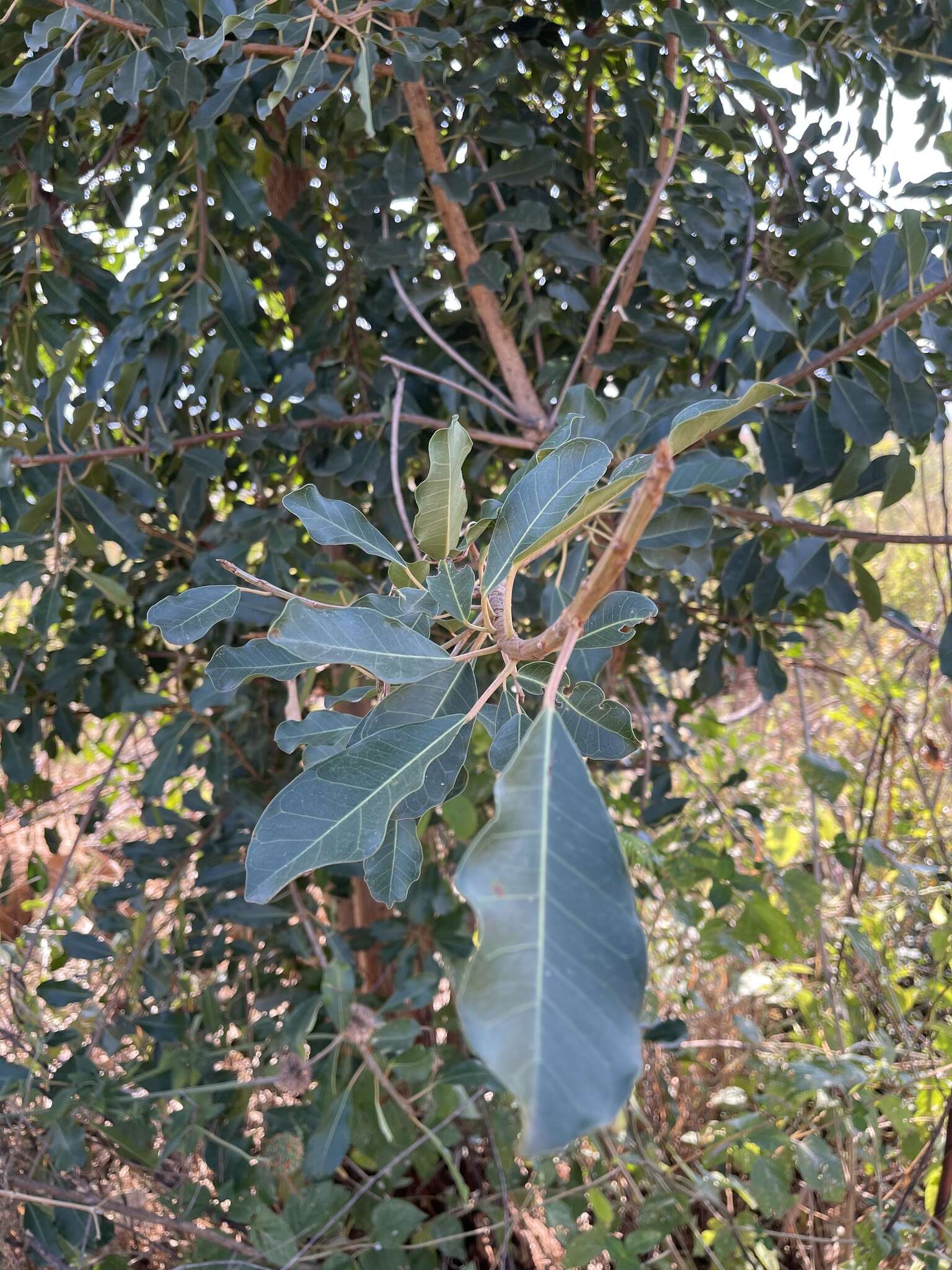 Image of Peters' fig