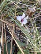 Image of wedgeleaf violet