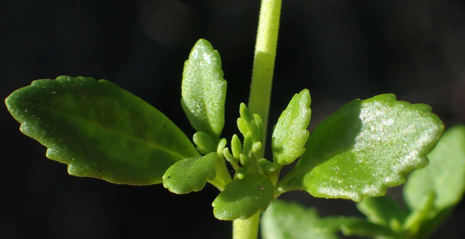 Image of Chaenostoma integrifolium Benth.