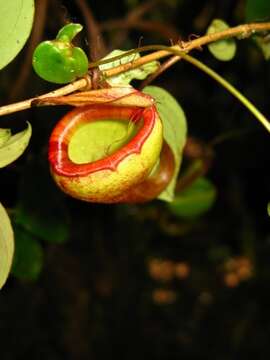 Imagem de Nepenthes flava Wistuba, Nerz & A. Fleischm.