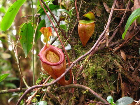 Image of Nepenthes flava Wistuba, Nerz & A. Fleischm.