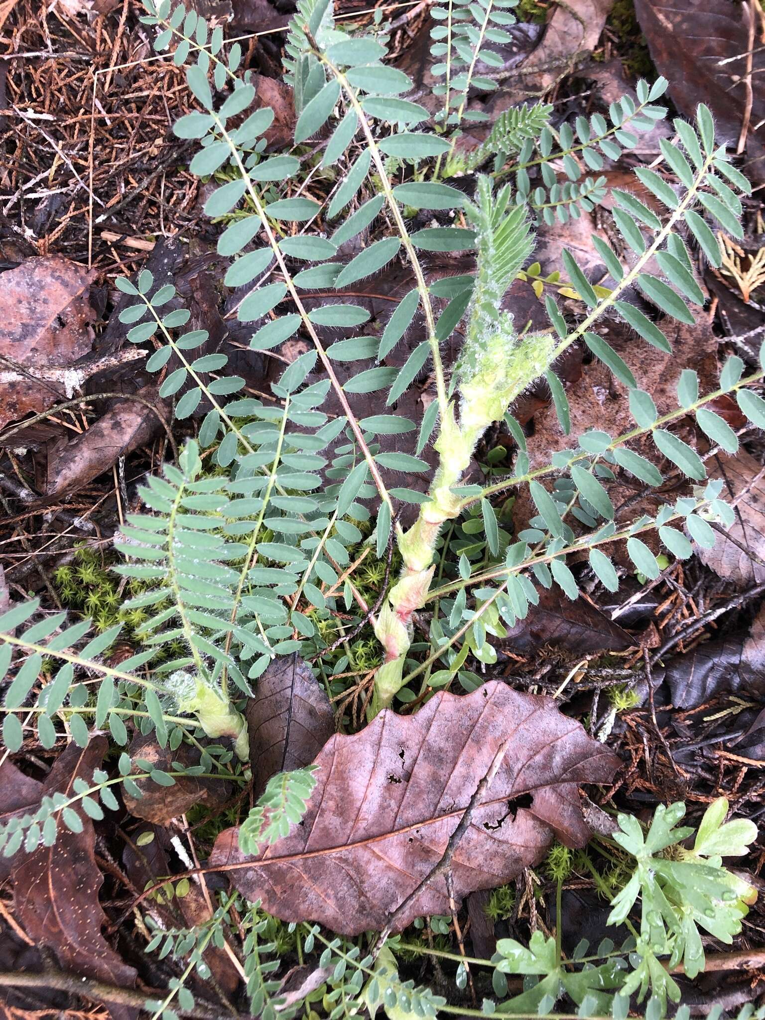 Image of Tennessee milkvetch