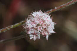 Image of pink spineflower