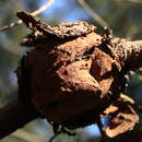 Image de Cronartium quercuum (Berk.) Miyabe ex Shirai 1899