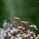 Image of jersey tiger